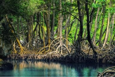 From Las Terrenas: Guided Tour of Los Haitises National Park — Guided tour and outdoor activity