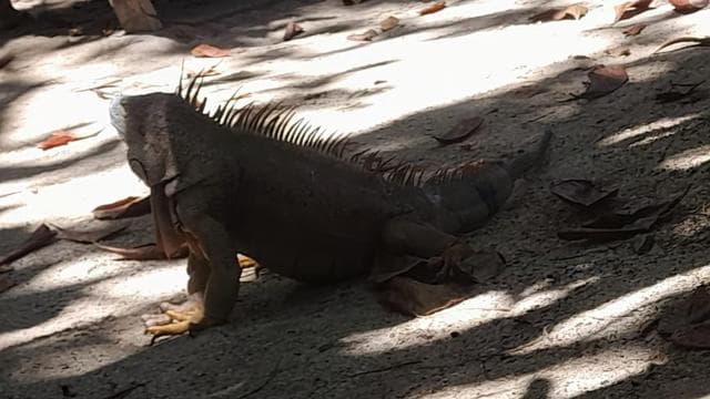 Cahuita national park : guiding tour with Pablo — Guided tour and outdoor activity