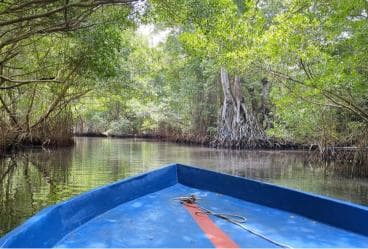 Mangove boat tour - Rio San Juan Guided 4-6 hour tour — Guided tour and outdoor activity