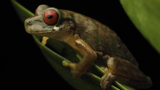 Monteverde: Guided Night Walk In Monteverde — Guided tour and outdoor activity