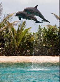 Puerto Plata: Dolphin Encounter at Ocean World — Guided tour and outdoor activity