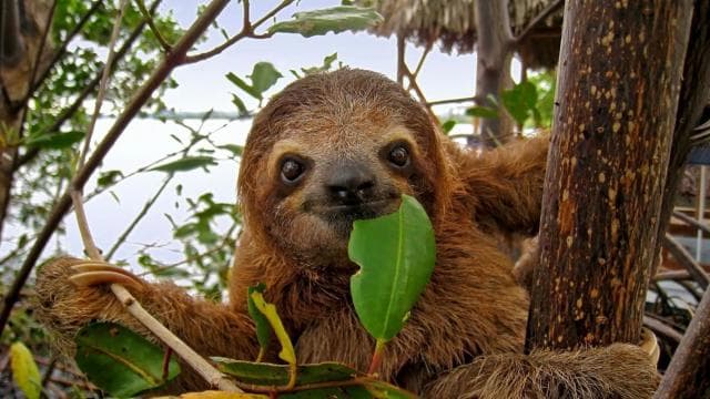 Uvita:Sloth Watching Trail-The best sloth tour in Costa Rica — Guided tour and outdoor activity