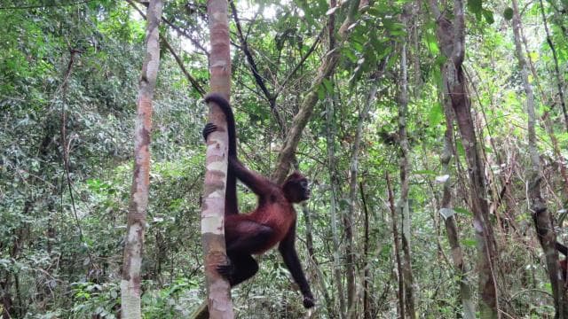 2 Days 1 Night in Corcovado Sirena From Drake Bay — Guided tour and outdoor activity