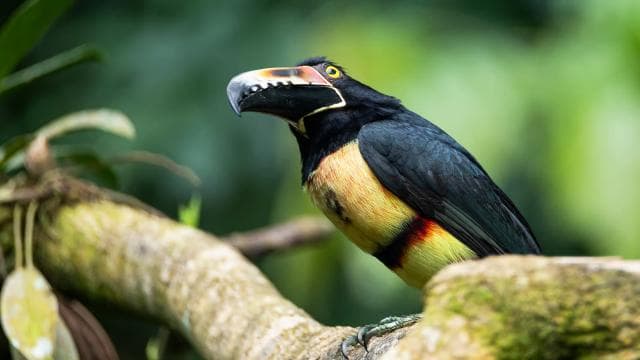 La Fortuna:Butterflies, birds, sloths and Trails Guided Tour — Guided tour and outdoor activity