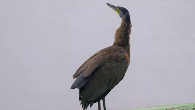 Tortuguero: KAYAK Tour in the Canals. An Unparalleled Experience — Guided tour and outdoor activity