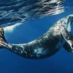 Whale Watching + Cayo Levantado Freedom — Guided tour and outdoor activity