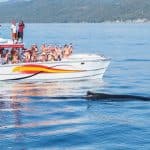 Samana: Bay of Samana Whale Watching Experience — Guided tour and outdoor activity
