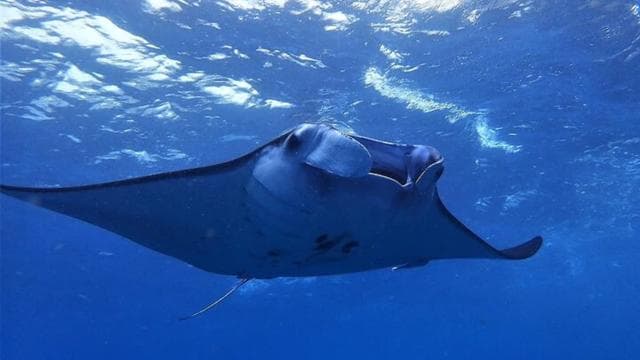 Tamarindo: Sea Scooter Snorkeling Tour — Guided tour and outdoor activity