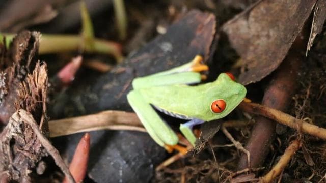 Tortuguero: Hike the Cerro Tortuguero Trail — Guided tour and outdoor activity