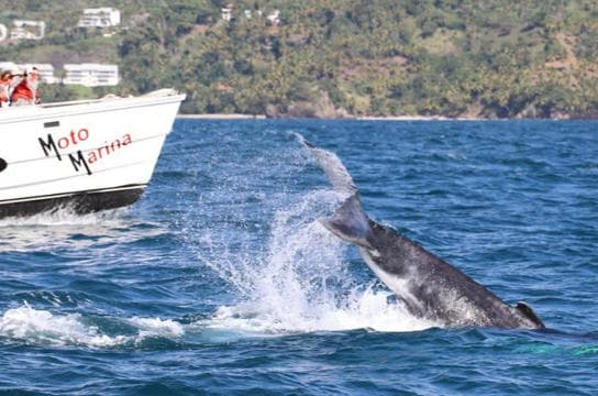 Samana: Bay of Samana Whale Watching Experience — Guided tour and outdoor activity