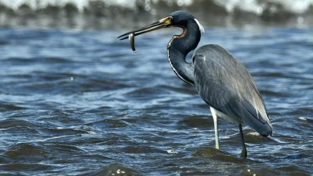 Marino Ballena National Park Private Naturalist Hike — Guided tour and outdoor activity