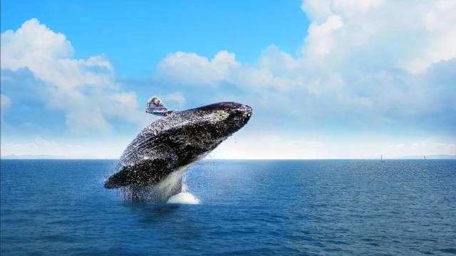 Miches : Private Whale Watching Samana bay — Guided tour and outdoor activity