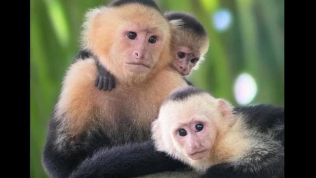Guided hike through the Manuel Antonio jungle with optical equipment. — Guided tour and outdoor activity