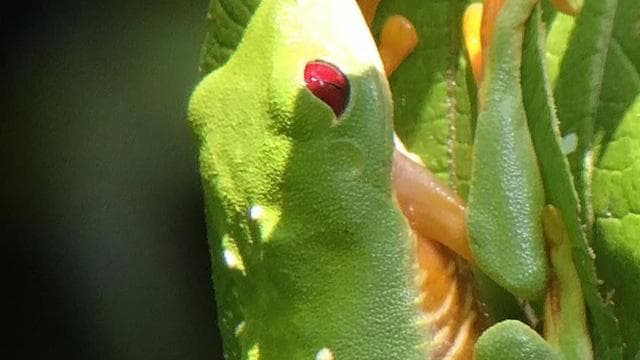 Manuel Antonio: Wildlife and Beach Tour in National Park — Guided tour and outdoor activity