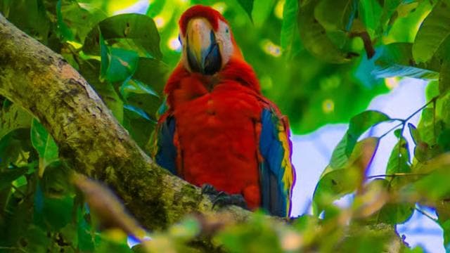 From Uvita: Day Trip to Corcovado National Park by Boat — Guided tour and outdoor activity