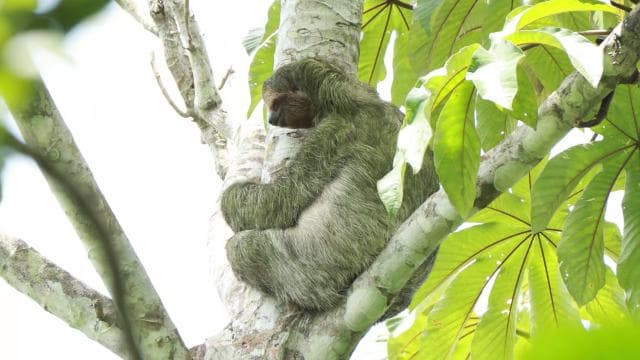 La Fortuna-Breath Taking Sloth Tour & Tortilla Experience. — Guided tour and outdoor activity