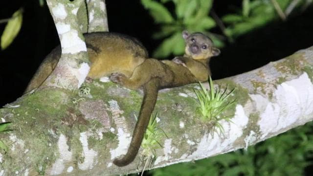 Sarapiquí: Rainforest Night Walk with Wildlife Guide — Guided tour and outdoor activity