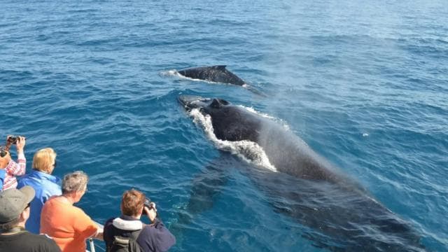 Miches : Private Whale Watching Samana bay — Guided tour and outdoor activity