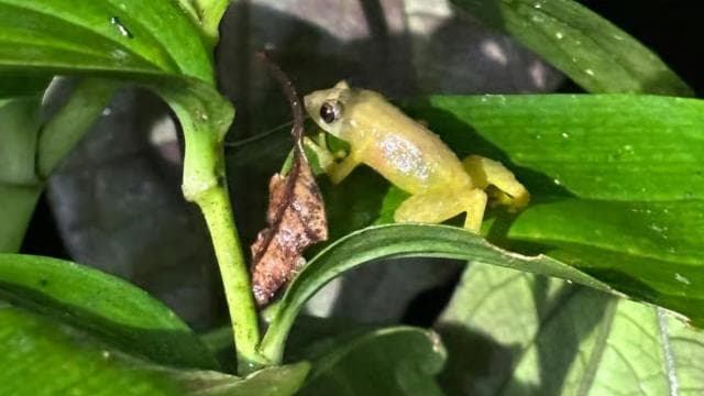 Monteverde: Nature walk in Curicancha Reserve — Guided tour and outdoor activity