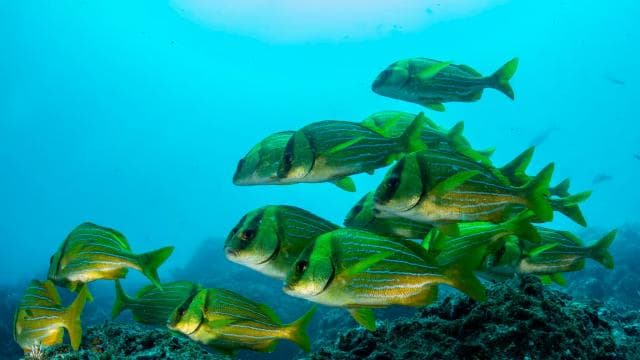 Guanacaste: Discover Scuba Dive Day in Papagayo Gulf — Guided tour and outdoor activity