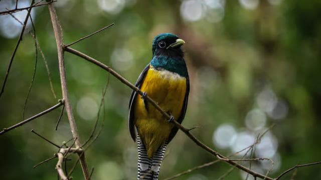 La Fortuna: Hanging Bridges Guided Tour at Mistico Park — Guided tour and outdoor activity