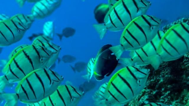 Uvita: Snorkeling in Caño Island — Guided tour and outdoor activity
