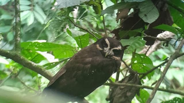 Promenade dans la nature pour observer les oiseaux — Guided tour and outdoor activity