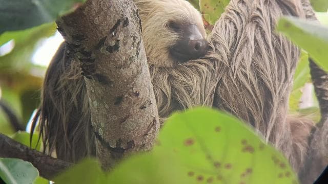 Cahuita: visite guidée de la faune et des visites du parc national — Guided tour and outdoor activity