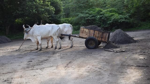 Guanacaste: Palo Verde Wildlife Safari Boat Tour — Guided tour and outdoor activity