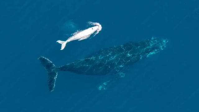 Uvita: Marino Ballena National Park Whale Watching Cruise — Guided tour and outdoor activity