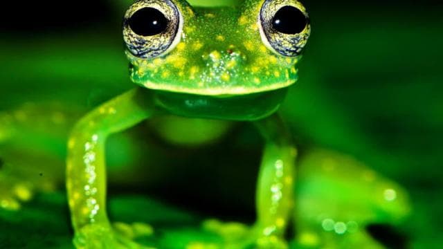 Drake Bay: Wildlife Tour at Night with Naturalist Guide — Guided tour and outdoor activity