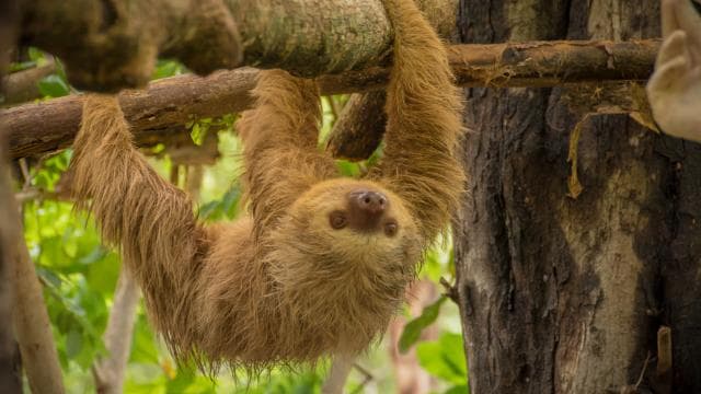 Guanacaste: Diamante Adventure Park All-Day Adventure Pass — Guided tour and outdoor activity