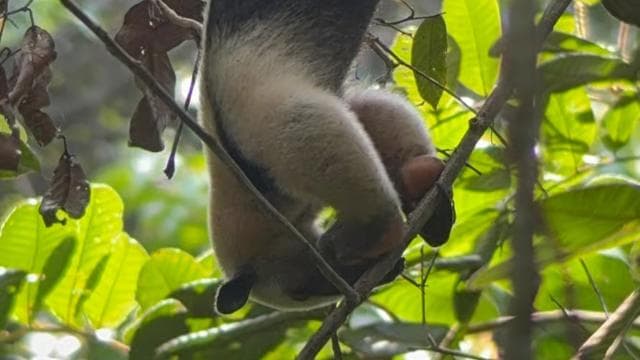 Quepos: Manuel Antonio National Park Guided Tour — Guided tour and outdoor activity
