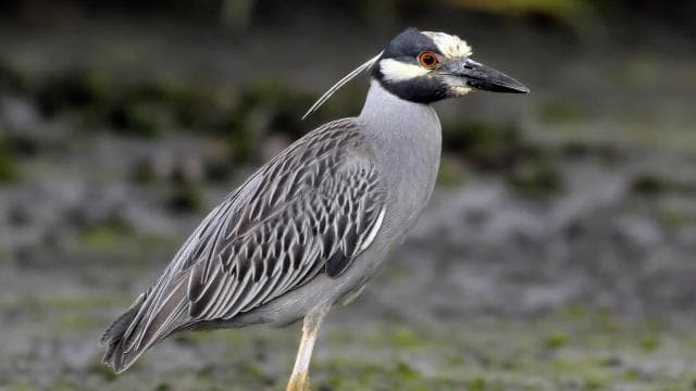 Tamarindo: Tamarindo Estuary Boat Tour with Naturalist Guide — Guided tour and outdoor activity