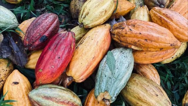 PV & Cahuita: Chocolate Tour Bri Bri Village & Waterfalltour — Guided tour and outdoor activity