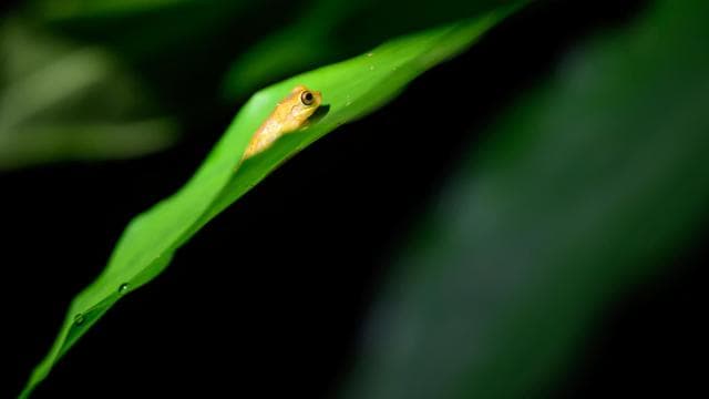 La Fortuna: Forest & Wildlife Nocturnal Escapade — Guided tour and outdoor activity