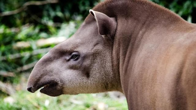Costa Rica: Guided Nature Hike in Cahuita National Park — Guided tour and outdoor activity