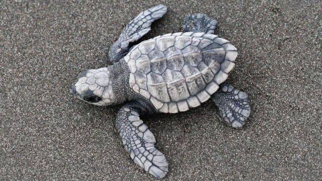 Tamarindo: Turtle Nesting Tour Tamarindo, Guanacaste, CR — Guided tour and outdoor activity