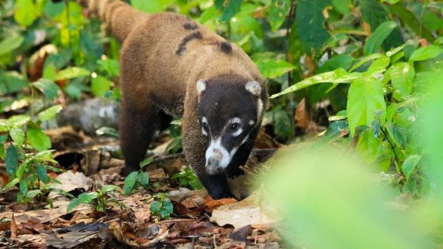 Corcovado National Park - Sirena Station - 1 night stay — Guided tour and outdoor activity