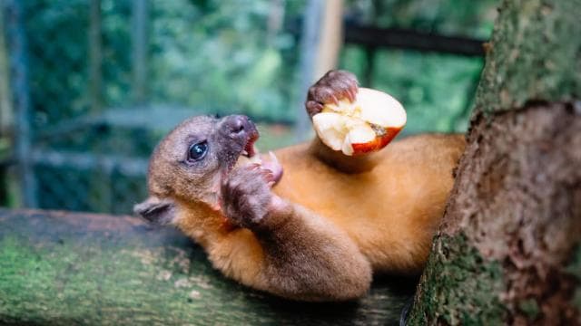 Manuel Antonio: KSTR Wildlife Sanctuary Guided Tour — Guided tour and outdoor activity