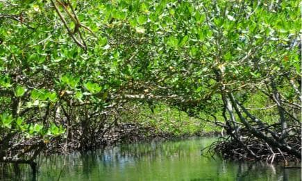 Punta Rucia Cayo Arena: Paradise Island and Mangroves Tour — Guided tour and outdoor activity