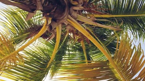 Punta Cana: Samaná Bay Whale Watching & Cayo Levantado — Guided tour and outdoor activity