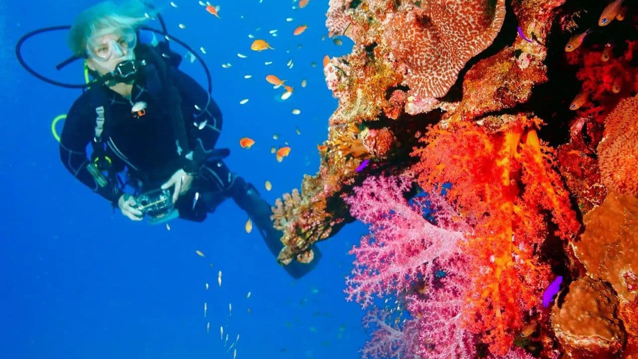 Punta Cana 40ft Recreational Diving Adventure — Guided tour and outdoor activity