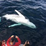 Samaná Whale Watching & Cayo Levantado (Bacardi Island) From La Romana — Guided tour and outdoor activity