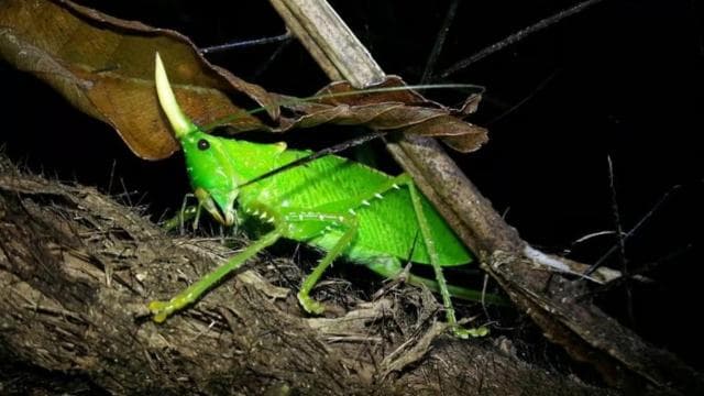 蒙特维多：私人夜间游览与野生动物邂逅 — Guided tour and outdoor activity
