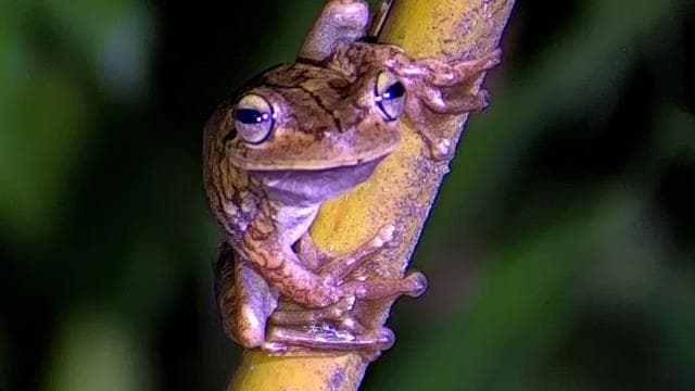 Manuel Antonio: Shared Night Tour Forest Experience — Guided tour and outdoor activity