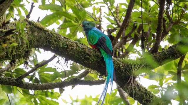 Quetzal: Costa Rica Birdwatching Experience - Los Quetzales — Guided tour and outdoor activity