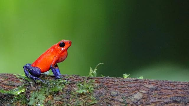 Mistico Hanging Bridges + Transportation + Naturalist Guide — Guided tour and outdoor activity