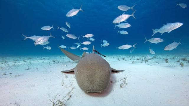 Tour combinato epico di Cahuita: snorkeling sulle barriere coralline ed escursione con la fauna selvatica — Guided tour and outdoor activity