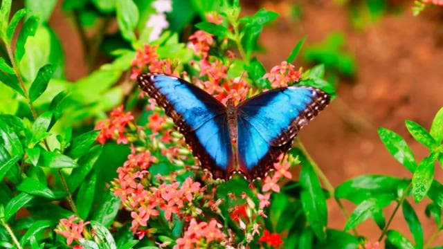 Monteverde: Zip Line, Bridges, and Butterfly Garden Tour — Guided tour and outdoor activity